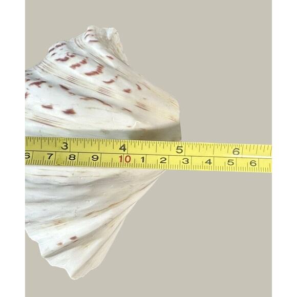 Seashells 2 Large & 2 Smaller Ones Estate Sale Find Very Beautiful - Lot Of 4 - Picture 15 of 16